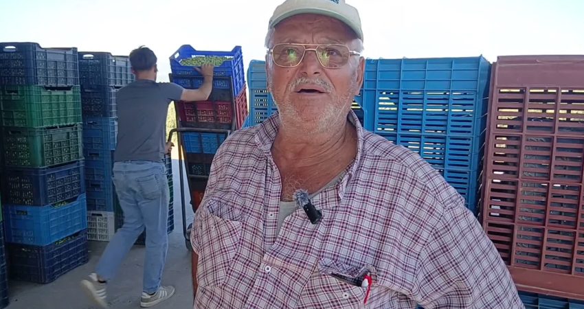 Aydın’ın Karacasu ilçesinde sofralık zeytin alımları başlarken, üreticiler geçen yıla