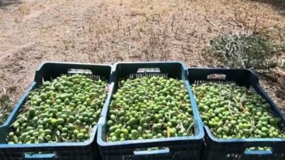 Aydın’ın Karacasu ilçesinde zeytin hasadı sürerken üreticiler, girdi maliyetleri artarken,