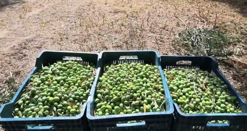 Aydın’ın Karacasu ilçesinde zeytin hasadı sürerken üreticiler, girdi maliyetleri artarken,