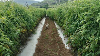 İtalya Başbakanı Giorgia Meloni ve Romanya Cumhurbaşkanı Nicușor Dan öncülüğündeki