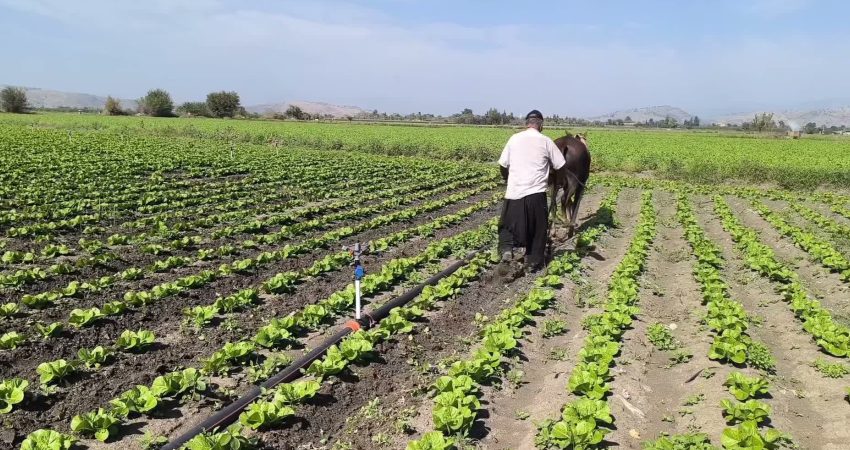 Adana'nın Kozan ilçesinde çiftçi Murat Yılmaz, 20 dönümlük marul tarlasına