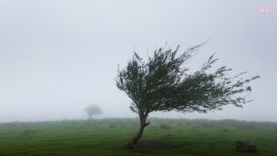 Akdeniz ve Karadeniz bölgelerinin doğu kesimleri ile Sivas ve Erzincan