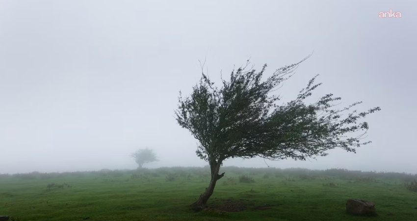 Akdeniz ve Karadeniz bölgelerinin doğu kesimleri ile Sivas ve Erzincan