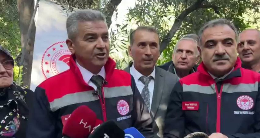 Yusufeli’nin Yağcılar köyünde Butko zeytini hasadı başladı. Hasada katılan Artvin