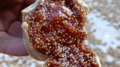Aydın'ın Karacasu ilçesi Yaykın Mahallesi'nde incir üreticileri, geçen yıla göre