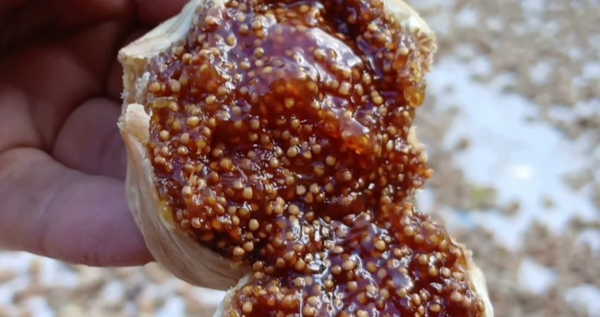 Aydın'ın Karacasu ilçesi Yaykın Mahallesi'nde incir üreticileri, geçen yıla göre