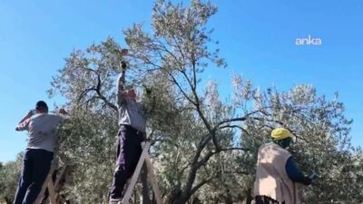 Aydın'da zeytin üreticileri, üretim maliyetleri karşısında ürünlerini zararına satmak zorunda