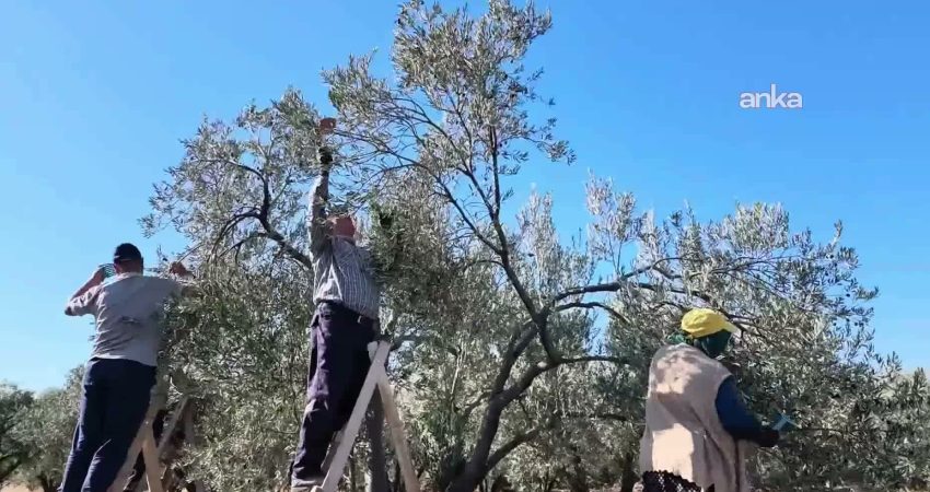 Aydın'da zeytin üreticileri, üretim maliyetleri karşısında ürünlerini zararına satmak zorunda