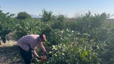 YENİ Parti Adana Milletvekili Ayhan Barut, Yüreğir Ovası’ndaki Şahinağa Köyü’nde limon