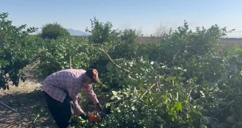 YENİ Parti Adana Milletvekili Ayhan Barut, Yüreğir Ovası’ndaki Şahinağa Köyü’nde limon