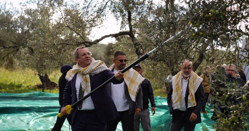 Bu yıl 21’incisi düzenlenen Uluslararası Ayvalık Zeytin Hasat ve Turizm