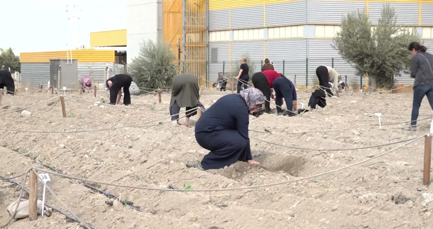 Bornova genelindeki kent bostanı sayısını 9’a çıkararak kentsel tarım alanını