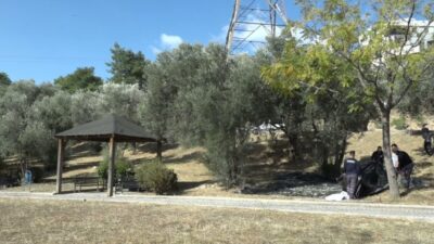 Bornova Belediyesi, ilçenin park ve rekreasyon alanlarında bulunan yüzlerce zeytin