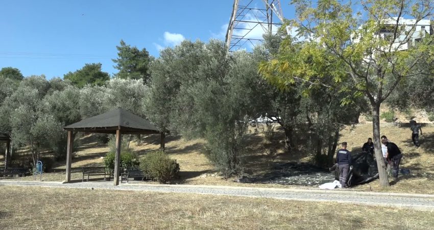 Bornova’da park ve yeşil alanlardan toplanan zeytinlerin yağı ihtiyaç sahibi ailelere ulaştırılacak Bornova Belediyesi, ilçenin park ve rekreasyon alanlarında bulunan yüzlerce zeytin