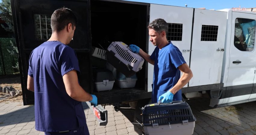 Buca Belediyesi, Sokak Hayvanları Rehabilitasyon Merkezi’nde sahipli hayvanlara çip takıldığı