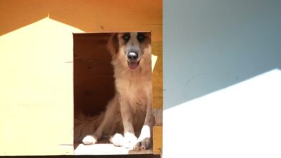 Buca Belediyesi, yıl başından bugüne sokak hayvanlarının sağlık ve bakım