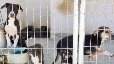 Burhaniye Belediyesi Sokak Hayvanları Bakımevi’nde aktif olarak 932 hayvanın bakım,