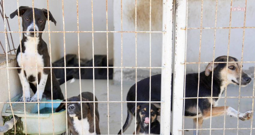 Burhaniye Belediyesi Sokak Hayvanları Bakımevi’nde aktif olarak 932 hayvanın bakım,