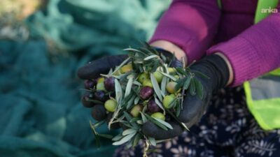 Burhaniye Belediyesi'ne ait yaklaşık üç bin zeytin ağacında "hasat sezonu"