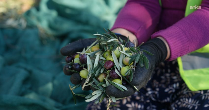 Burhaniye Belediyesi'ne ait yaklaşık üç bin zeytin ağacında "hasat sezonu"