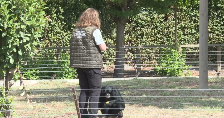 Darıca’daki özel hayvanat bahçesi kapanınca yolları İzmir’e düşen dört primat,
