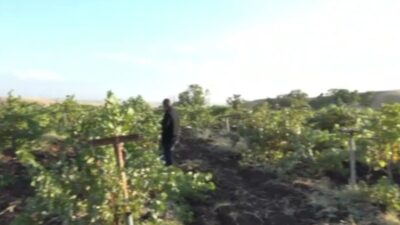 Diyarbakır’ın Silvan ilçesine bağlı kırsal Karahacı Mahallesi'nde bağ bozumu mesaisi