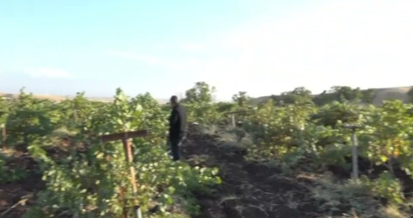 Diyarbakır’ın Silvan ilçesine bağlı kırsal Karahacı Mahallesi'nde bağ bozumu mesaisi