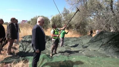 Edremit Belediyesi’ne ait zeytinliklerde yeni sezonunun ilk "zeytin hasadı" başladı.
