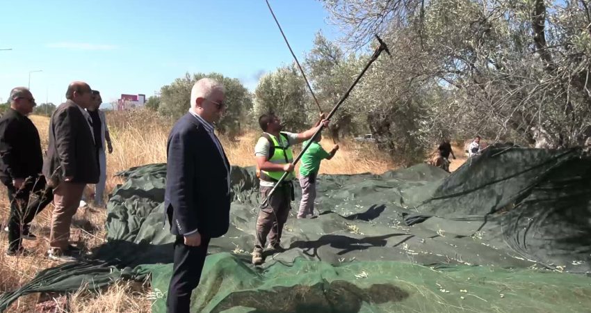 Edremit Belediyesi’ne ait zeytinliklerde yeni sezonunun ilk "zeytin hasadı" başladı.