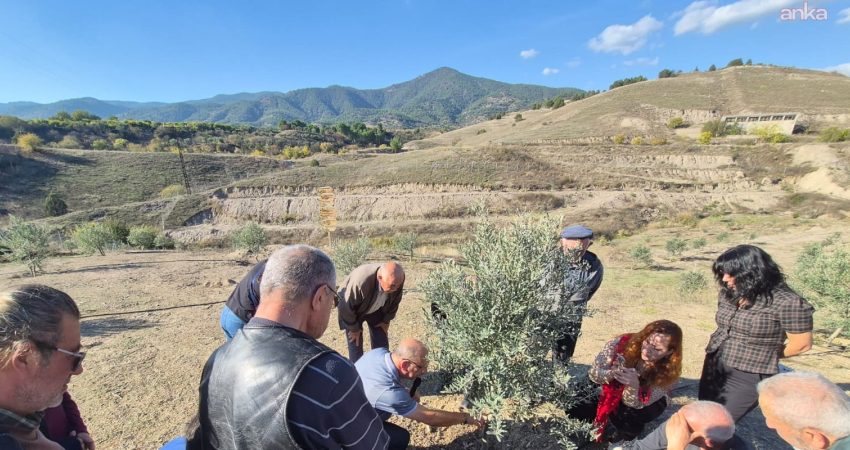 Eskişehir Büyükşehir Belediyesi, "Orta Sakarya Vadisi Zeytinciliği Geliştirme Projesi" çerçevesinde Sarıcakaya ESMEK