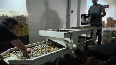 Germencik Belediye Başkanı Burak Zencirci, "Geçen sene 200 liraya sattığımız incir