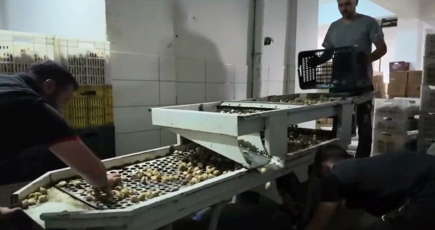 Germencik’te incir üreticileri isyan etti: Geçen sene 200 liradan sattıklarımız 100 lira lira oldu Germencik Belediye Başkanı Burak Zencirci, "Geçen sene 200 liraya sattığımız incir