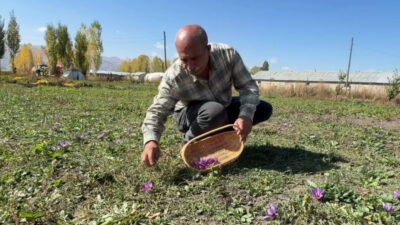Hakkari’nin Yüksekova ilçesinde safran ve salep üretimi yapan Kerim Erişmiş,