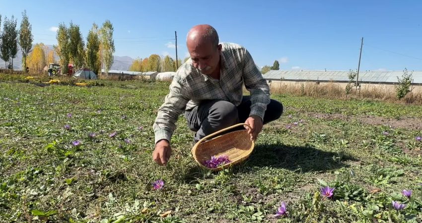 Hakkari’de 3 yıl önce çiftçiliğe başlayan Erişmiş, kilosu 900 bin liraya ulaşan safran yetiştiriyor Hakkari’nin Yüksekova ilçesinde safran ve salep üretimi yapan Kerim Erişmiş,