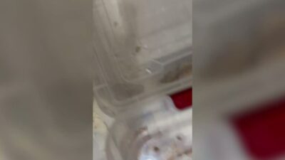 Doğa Koruma ve Milli Parklar Genel Müdürlüğü, yasa dışı hayvan ticaretine