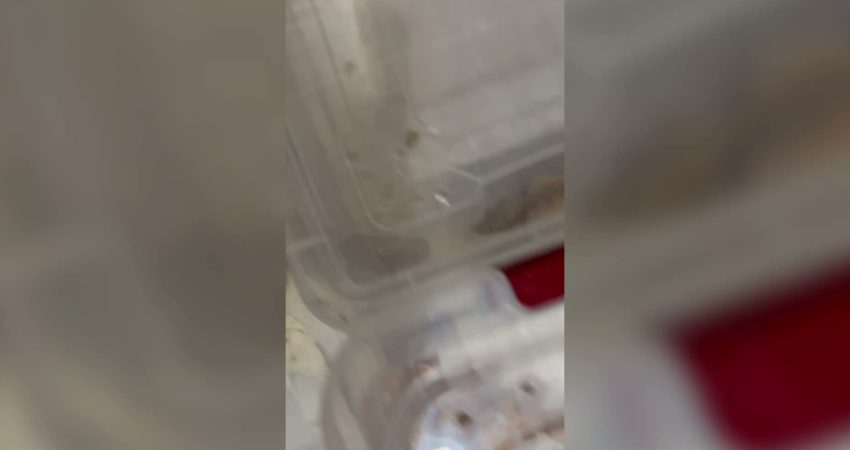 Doğa Koruma ve Milli Parklar Genel Müdürlüğü, yasa dışı hayvan ticaretine