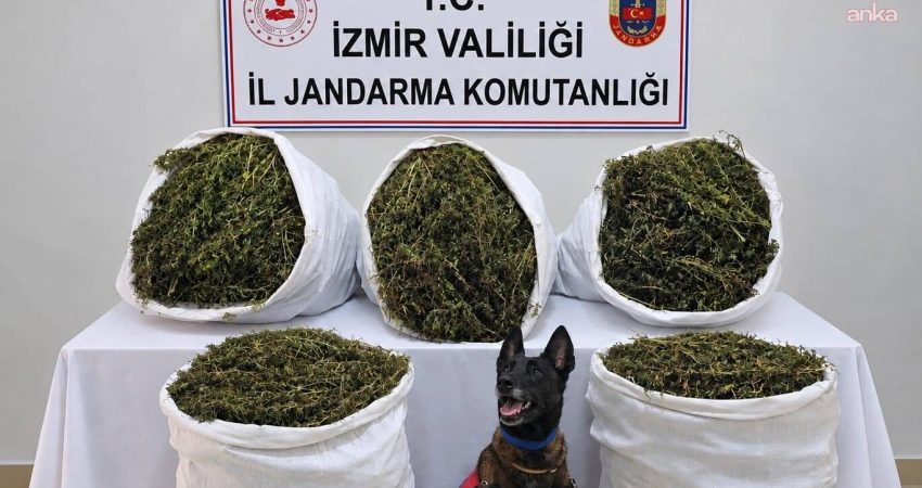 İzmir'in Tire ilçesinde jandarmanın arama yaptığı alanda 54 kilo 800