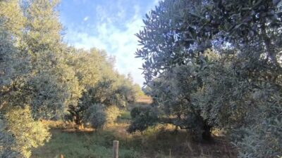 Osmaniye'nin Kadirli ilçesinde zeytin üreticileri fiyatlardan memnun olmadıklarını dile getirdi.