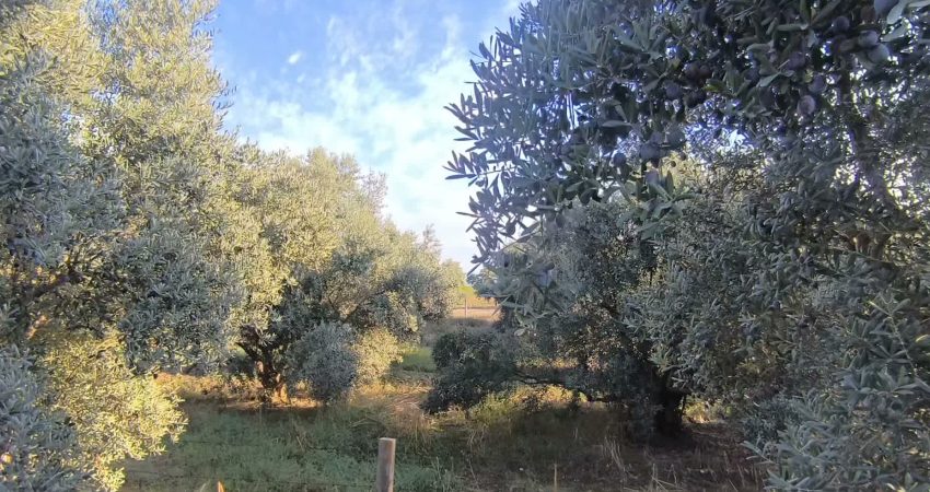 Osmaniye'nin Kadirli ilçesinde zeytin üreticileri fiyatlardan memnun olmadıklarını dile getirdi.