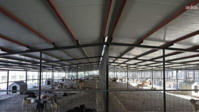 Karabağlar Belediyesi, can dostların daha sağlıklı ve güvenli koşullarda tedavi
