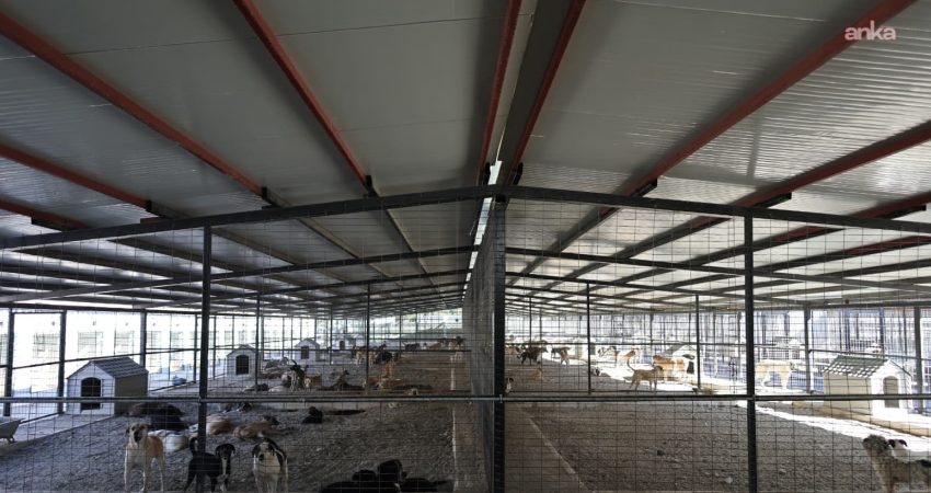 Karabağlar Belediyesi, can dostların daha sağlıklı ve güvenli koşullarda tedavi