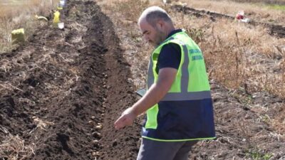 Antalya Büyükşehir Belediyesi, unlu bit zararlısıyla biyolojik mücadelede kullanılan faydalı