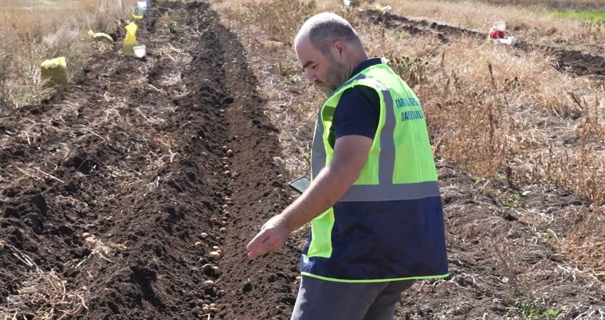 Korkuteli’nde biyolojik mücadele için yetiştirilen patatesler hasat edildi Antalya Büyükşehir Belediyesi, unlu bit zararlısıyla biyolojik mücadelede kullanılan faydalı