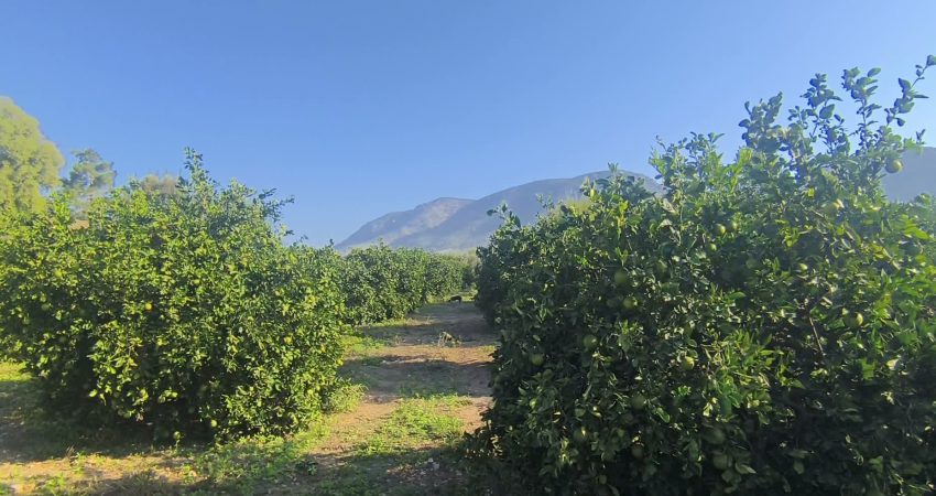 Adana’nın Kozan ilçesinde limon üreticileri, geçen yıl 30 liraya sattıkları