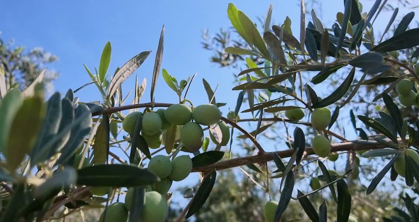 Mersin Büyükşehir Belediyesi’nden 6 bin 657 üreticiye 200 bin 419 zeytin fidanı desteği Mersin Büyükşehir Belediyesi, tarımsal üretimi ve kırsal kalkınmayı desteklemek amacıyla