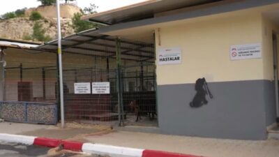 Mersin Büyükşehir Belediyesi, Veteriner İşleri Dairesi Başkanlığı bünyesindeki Kaşlı Hayvan