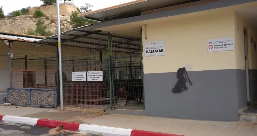 Mersin’de sahipsiz can dostlar için aşılama, tedavi ve kısırlaştırma çalışmaları sürüyor Mersin Büyükşehir Belediyesi, Veteriner İşleri Dairesi Başkanlığı bünyesindeki Kaşlı Hayvan
