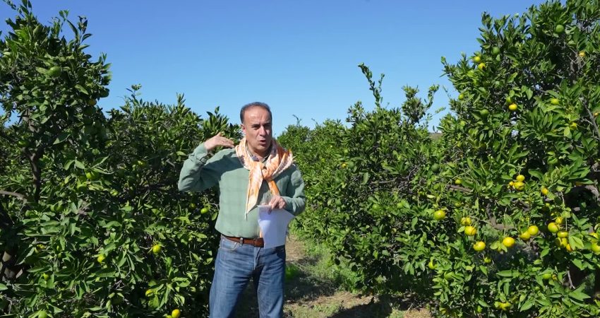 Seferihisar’ın coğrafi işaret tescilli satsuma mandalinasının yalnızca meyvesi değil, kabukları