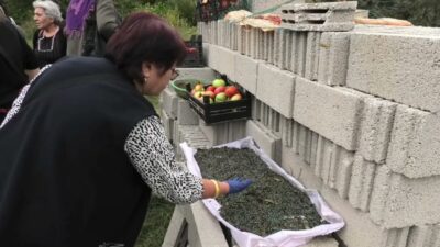 Yozgat’ta Karanlıkdere Vadisi ve Aydıncık’taki Kazankaya Kanyonu'nda doğal olarak yetişen