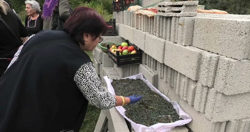 Yozgat’ta Karanlıkdere Vadisi ve Aydıncık’taki Kazankaya Kanyonu'nda doğal olarak yetişen